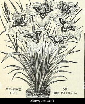 . Catalogo delle lampadine di autunno : 1898. Industria di sementi e cataloghi commerciali; semi di ortaggi cataloghi; fiori Semi cataloghi; semi di graminacee cataloghi; lampadine (piante) Semi cataloghi. Il tedesco IRIS... IRIS TEDESCO. ..IRIS.. Reticulata. Una bella varietà. Il colore blu violetto Petali inferiori di una tonalità più scura, con oro e "strisce bianche e le vene, macchiato con nero. Molto profumati. 20c. ciascuna, §2,00 per doz. Histrio. Affascinante nuove specie, blu brillante, spotted giallo e molto presto. 20c. ciascuna, $2.00 per doz. Peacock. [Paronia.) il bianco puro con un blu luminoso posto su ciascun petalo. Ammenda per pentole o gar