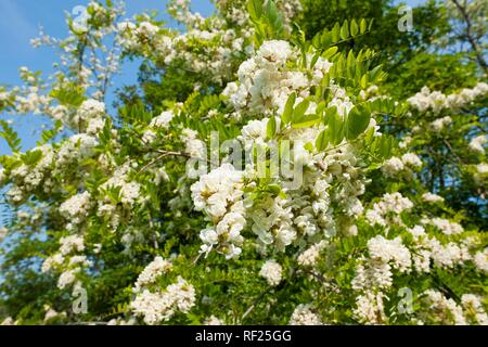 Robinia (Robinia pseudoacacia), fiori, Turingia, Germania Foto Stock