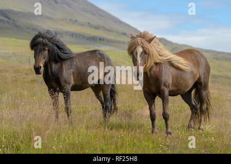 Due marrone cavalli islandesi (Equus islandicus) sul pascolo, Sauðárkrókur, Akrahreppur, Norðurland vestra, Islanda Foto Stock