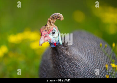 Kirstenbosch National Botanical Garden è un famoso ritrovo per gli uccelli, come questo Helmeted le faraone, Numida meleargris, e i visitatori a Cape Town. Foto Stock