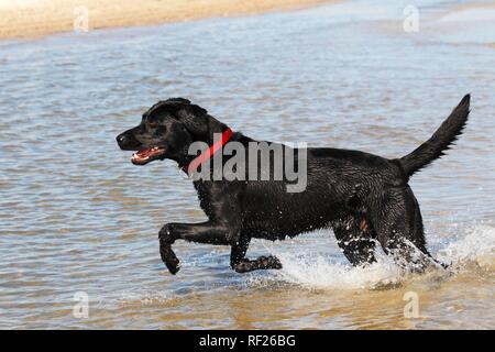 Il Labrador nero (Canis lupus familiaris), maschio viene eseguito in acqua alla spiaggia, Schleswig-Holstein, Germania Foto Stock