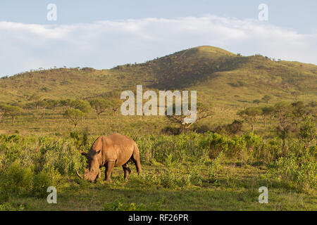 Hluhluwe Imfolozi, KwaZulu-Natal, il Sud Africa è un importante nel parco la storia e il successo della conservazione di Rhino. Foto Stock