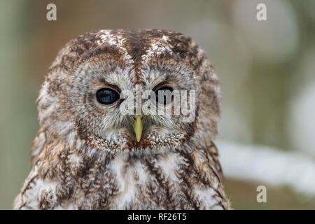 Allocco (Strix aluco), animale ritratto, captive, Pilsen, Repubblica Ceca Foto Stock