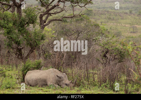 Hluhluwe Imfolozi, KwaZulu-Natal, il Sud Africa è un importante nel parco la storia e il successo della conservazione di Rhino. Foto Stock