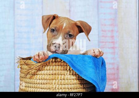 American Staffordshire Terrier, cucciolo 11 settimane, rosso e bianco, seduta in cestello, Austria Foto Stock