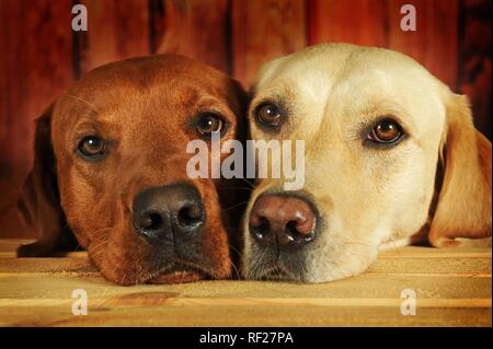 Il Labrador retriever giallo, maschi, che giace accanto a ciascun altro, Austria Foto Stock