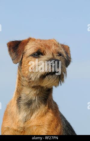 Border Terrier, maschio, animale ritratto, Austria Foto Stock
