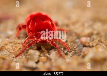 Adulti in velluto rosso acari, Dinothrombium spp, trascorrono la maggior parte del loro tempo in metropolitana in burrows ma venuto fuori dopo piogge estive in Limpopo, Sud Africa Foto Stock