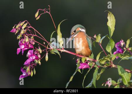 Common kingfisher (Alcedo atthis), femmina, si siede sul ramo di Springkraut (Impatiens glandulifera), Hesse, Germania Foto Stock