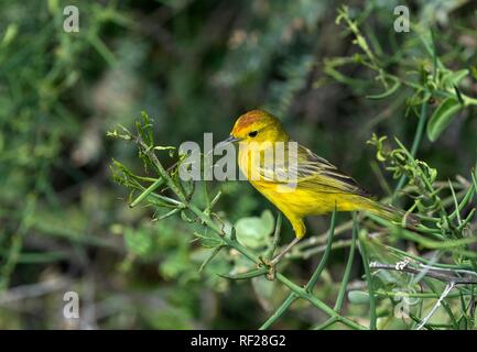 Oro trillo (Setophaga petechia aureola), maschio, isola Floreana, Isole Galapagos, Ecuador Foto Stock