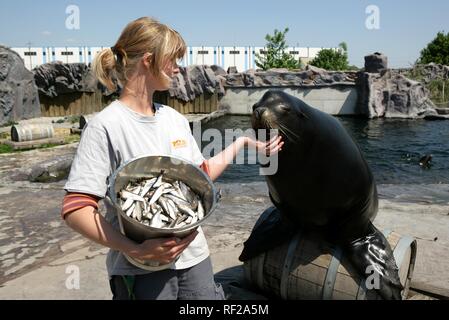 Zookeeper con Steller- o Northern Sea Lion (Eumetopias jubatus) a ZOOM Erlebniswelt Zoo a Gelsenkirchen Foto Stock