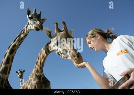 Zookeeper con le giraffe (Giraffa camelopardalis) a ZOOM Erlebniswelt Zoo a Gelsenkirchen, Renania settentrionale-Vestfalia Foto Stock