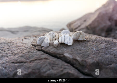 Bella conchiglie sulle rocce accanto al mare al tramonto Foto Stock