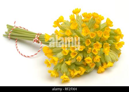 Cowslip (Primula officinalis o Primula veris), pianta medicinale Foto Stock