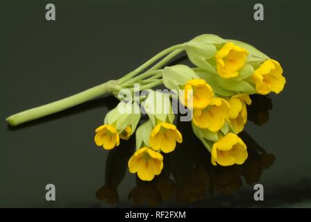 Cowslip (Primula officinalis o Primula veris), pianta medicinale Foto Stock