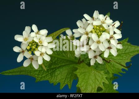 Aglio senape (Alliaria officinalis, Alliaria petiolata), pianta medicinale, spice Foto Stock