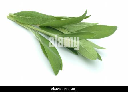 Comune di salvia (Salvia officinalis), pianta medicinale, spice Foto Stock