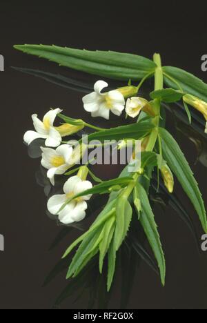 Hedge Issopo (Gratiola officinalis), erbe medicinali Foto Stock