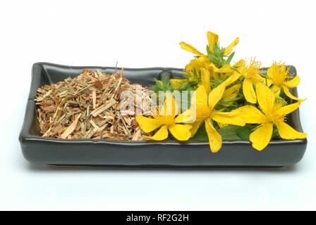 Iperico o Tipton di erba (Hypericum perforatum), erbe medicinali Foto Stock