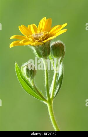 Lupo's Bane, Leopard's Bane o arnica (Arnica montana), pianta medicinale Foto Stock