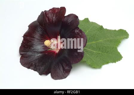 Hollyhock comune (Alcea rosea, Althaea rosea), pianta medicinale Foto Stock