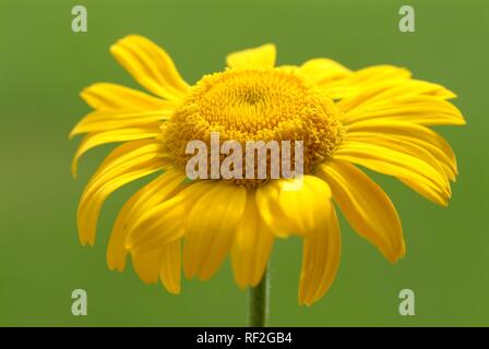 Golden Marguerite o giallo (Camomilla Anthemis tinctoria), pianta medicinale, herb Foto Stock
