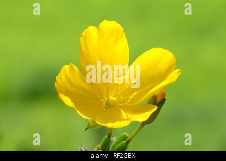 Enagra o stella della sera (Oenothera biennis) fiore pianta medicinale Foto Stock