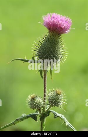 Scotch Thistle o cotone Thistle (Onopordum acanthium), pianta medicinale Foto Stock