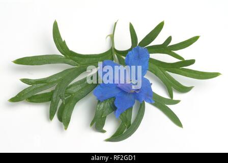 Il fork Larkspur (Consolida regalis, Delphinium consolida), pianta medicinale Foto Stock