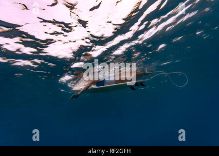 Maledives, sotto l'acqua vista del surfista disteso sulla tavola da surf, ripresa subacquea Foto Stock