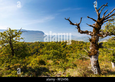 Dead quercia e foresta. Foto Stock