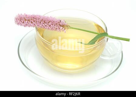 Bistort o Bistort comune (Polygonum bistorta), tè realizzato da radici, tè alle erbe Foto Stock