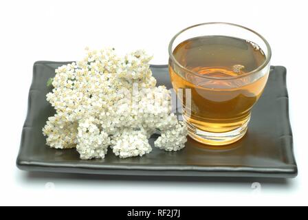 Yarrow (Achillea millefolium), tè alle erbe, tè medicinali Foto Stock