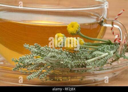 Il cotone lavanda o grigio (Santolina Santolina chamaecyparissus), tè alle erbe, tè medicinali Foto Stock