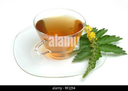 Agrimony comune, Chiesa Guglie o Sticklewort (Agrimonia eupatoria), tè alle erbe, tè medicinali Foto Stock