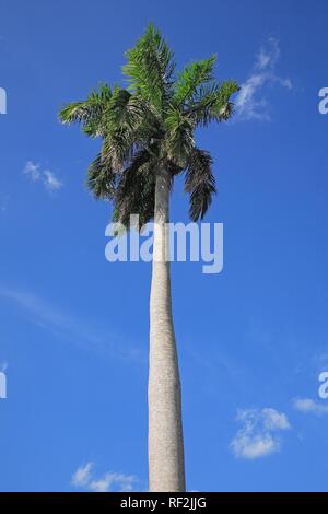 Cuban Royal Palm (Roystonea regia), albero nazionale di Cuba, Cuba, dei Caraibi Foto Stock