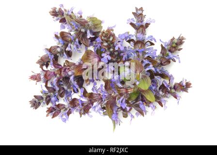 Blue Bugle, Bugleweed o Bugleherb (Ajuga reptans), pianta medicinale Foto Stock