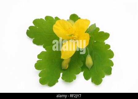 Maggiore Celandine o Tetterwort (Chelidonium majus), pianta medicinale, velenosi Foto Stock