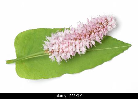 Bistort (Polygonum bistorta), pianta medicinale Foto Stock