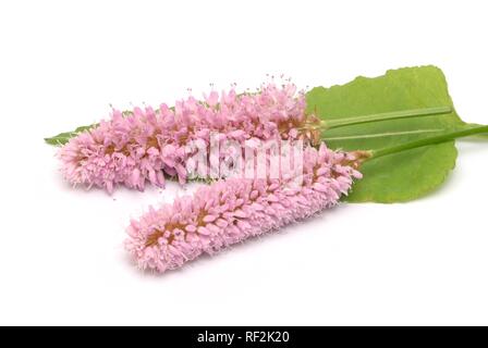 Bistort (Polygonum bistorta), pianta medicinale Foto Stock