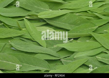 Comune di foglie di salvia (Salvia officinalis), pianta medicinale, herb Foto Stock