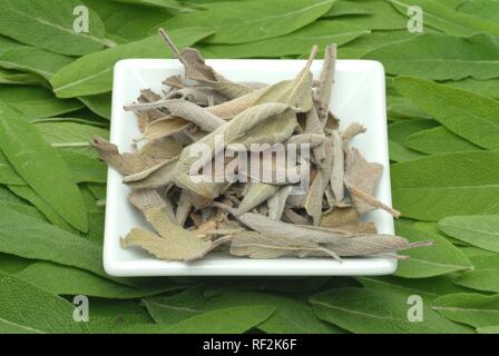 Comune di salvia (Salvia officinalis), freschi e foglie secche, pianta medicinale Foto Stock