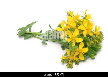 Erba di San Giovanni (Hypericum perforatum), pianta medicinale, herb Foto Stock