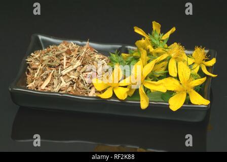 Erba di San Giovanni (Hypericum perforatum), essiccato e fiori freschi, pianta medicinale, herb Foto Stock