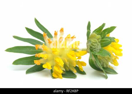 Rene veccia Kidneyvetch (Anthyllis vulneraria), pianta medicinale Foto Stock