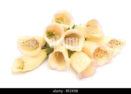 Grande giallo Foxglove (Digitalis grandiflora), pianta medicinale Foto Stock