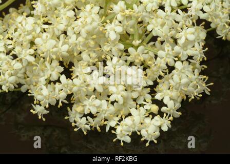 Il sambuco nero, europeo di bacche di sambuco (Sambucus nigra), pianta medicinale Foto Stock