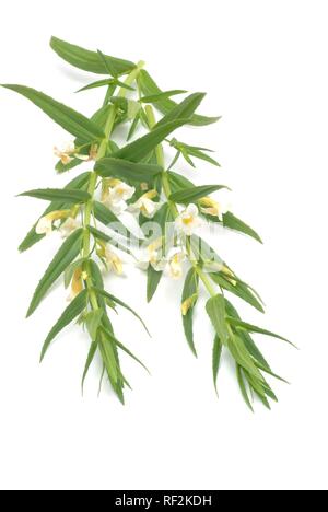 Hedge Issopo (Gratiola officinalis), pianta medicinale Foto Stock