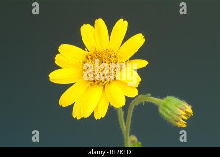 Il tabacco di montagna, Wolfs's Bane o Leopard's Bane (Arnica montana), pianta medicinale Foto Stock