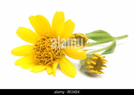 Il tabacco di montagna, Wolfs's Bane o Leopard's Bane (Arnica montana), pianta medicinale Foto Stock